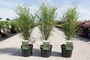 Frangula alnus 'Fine Line®' cont. 3,6L 40-60 cm +f