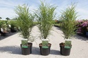 Frangula alnus 'Fine Line®' cont. 3,6L 40-60 cm +p