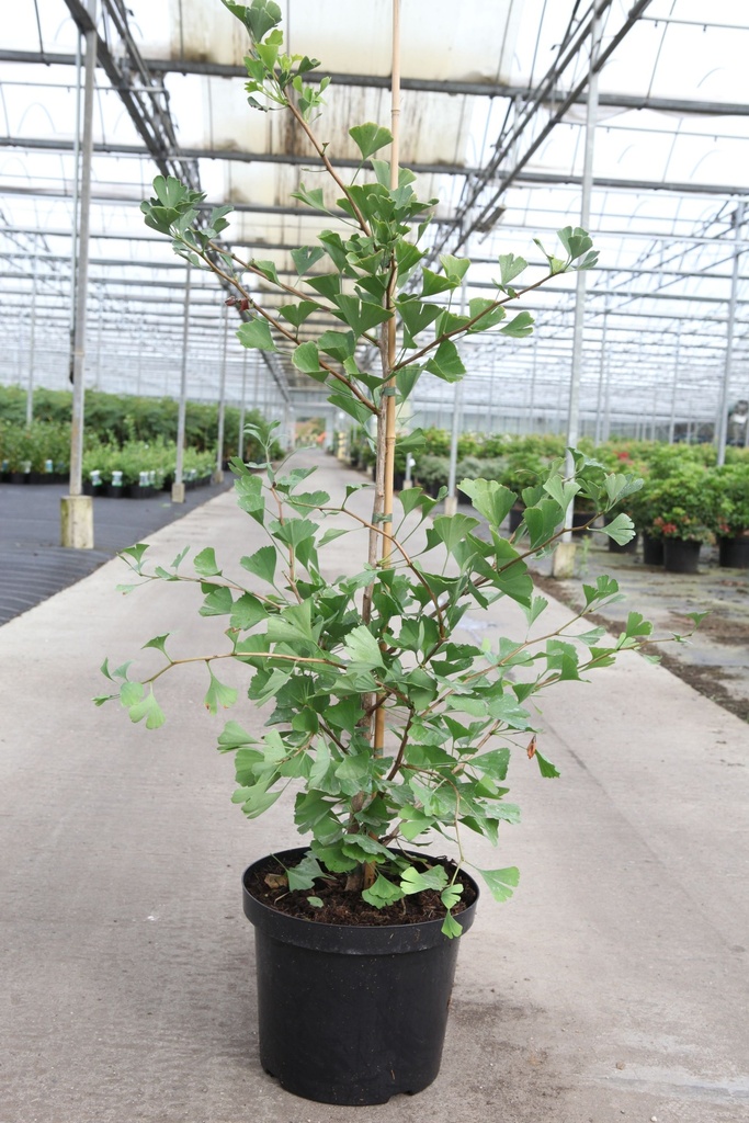 [P] Ginkgo biloba FASTIGIATA BLAGON (PBR) cont. 7,5L 80-100 cm +ф
