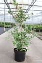 Ginkgo biloba FASTIGIATA BLAGON (PBR) cont. 7,5L 80-100 cm +f