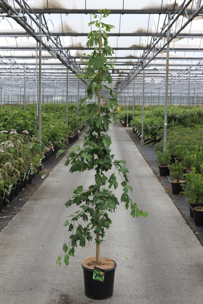[P] Ginkgo biloba cont. 15L 175-200 cm