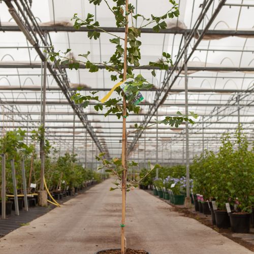 [P] Ginkgo biloba cont. 15L 175-200 cm