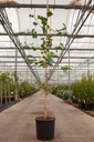 Ginkgo biloba cont. 15L 175-200 cm