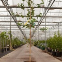 Ginkgo biloba cont. 15L 175-200 cm