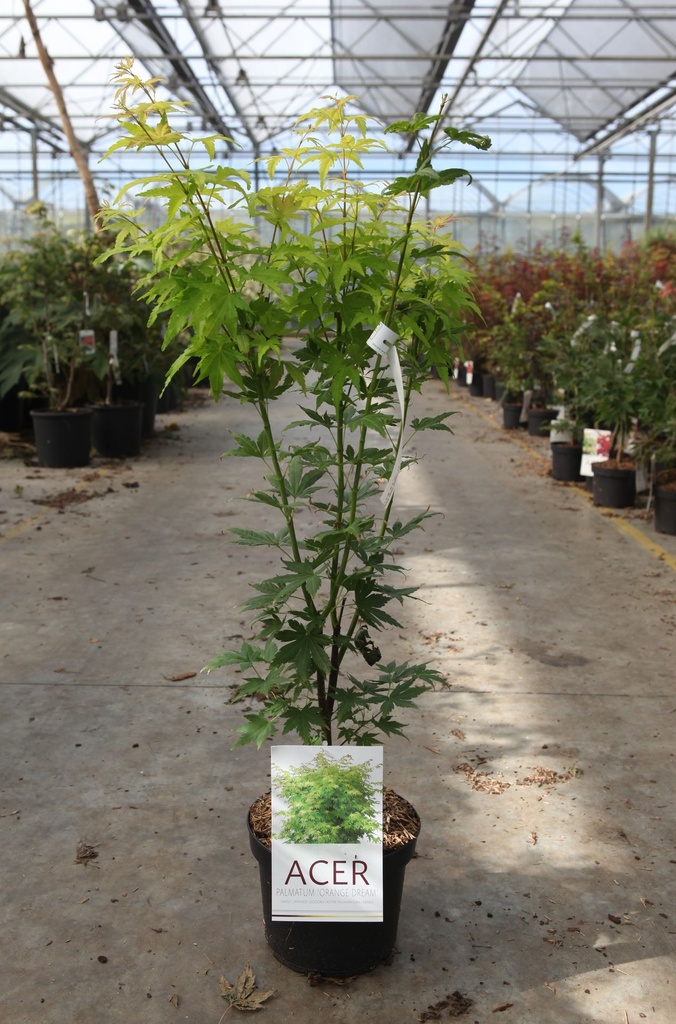 [P] Acer palmatum 'Orange Dream' cont. 4L 50-60 cm +ф