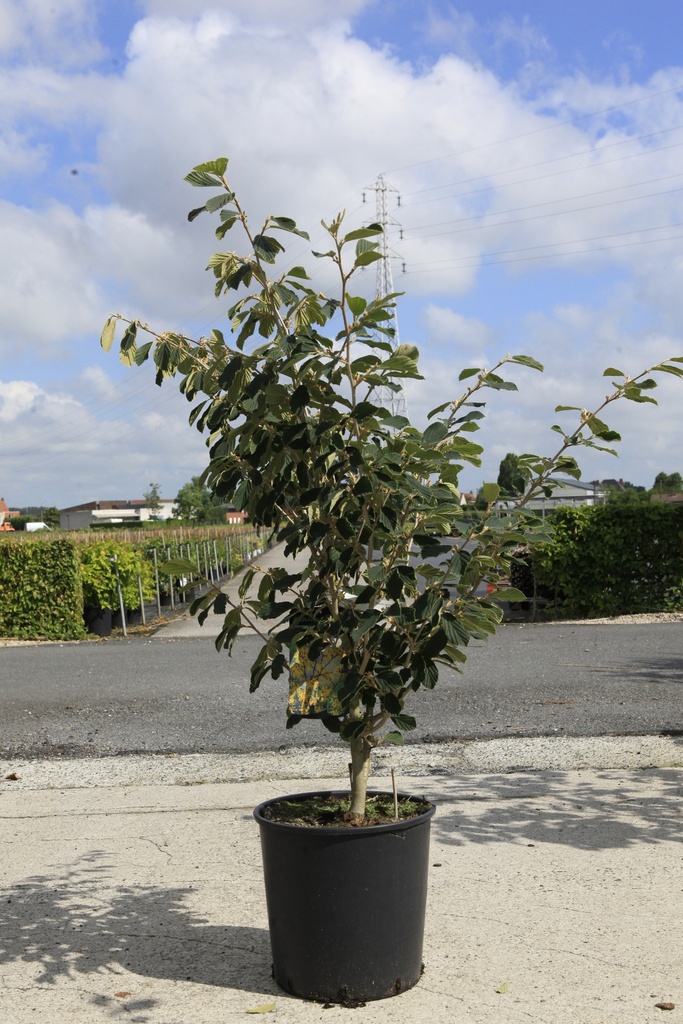 [P] Hamamelis intermedia 'Arnold Promise' cont. 18L 100/+ cm +ф
