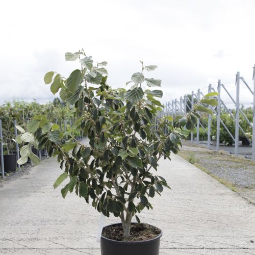 Hamamelis intermedia 'Arnold Promise' cont. 18L 100/+ cm +ф