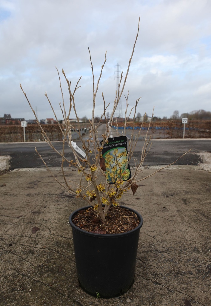 Hamamelis intermedia 'Arnold Promise' cont. 18L 100/+ cm +p