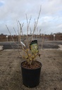 Hamamelis intermedia 'Arnold Promise' cont. 18L 100/+ cm +p