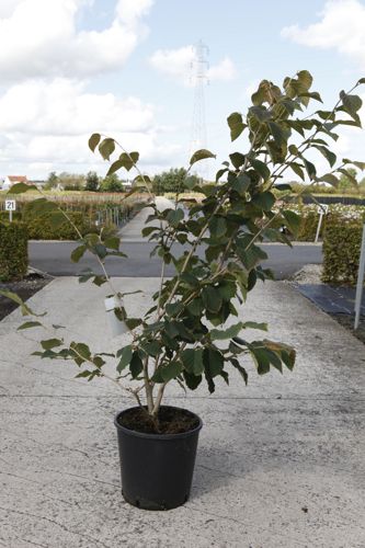 [P] Hamamelis intermedia 'Jelena' cont. 18L 100/+ cm +ф