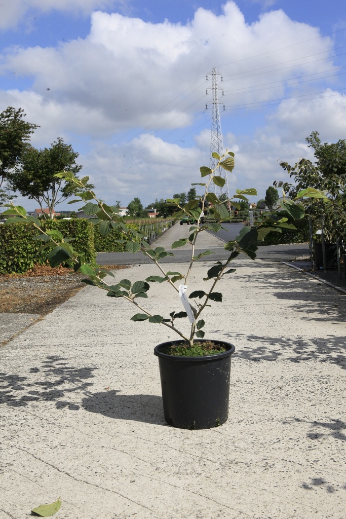 [P] Hamamelis intermedia 'Jelena' cont. 18L 100/+ cm +ф