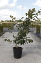 Hamamelis intermedia 'Jelena' cont. 18L 100/+ cm +ф