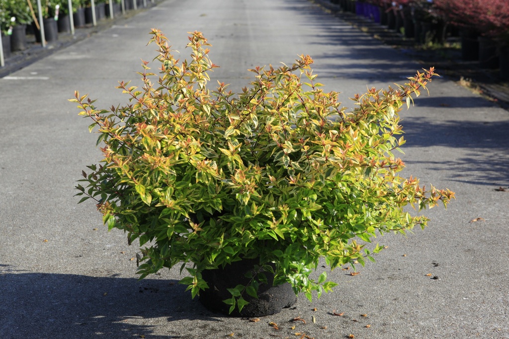 [P] Abelia 'Kaleidoscope' (PBR) cont. 10L 40-50 cm +ф