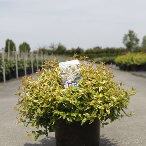 [P] Abelia 'Kaleidoscope' (PBR) cont. 10L 40-50 cm +p