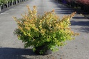 Abelia 'Kaleidoscope' (PBR) Kont. 10L 40-50 cm +B