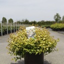 Abelia 'Kaleidoscope' (PBR) cont. 10L 40-50 cm +ф