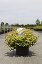 Abelia 'Kaleidoscope' (PBR) cont. 10L 40-50 cm +p