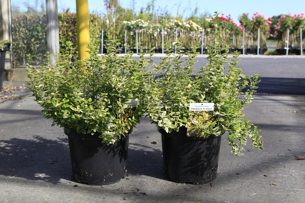 [P] Euonymus fortunei 'Emerald 'n' Gold' Kont. 10L 40-50 cm +B