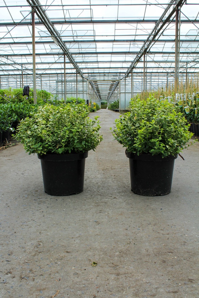 [P] Euonymus fortunei 'Emerald 'n' Gold' cont. 10L 40-50 cm +ф