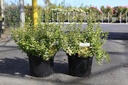 Euonymus fortunei 'Emerald 'n' Gold' cont. 10L 40-50 cm +f