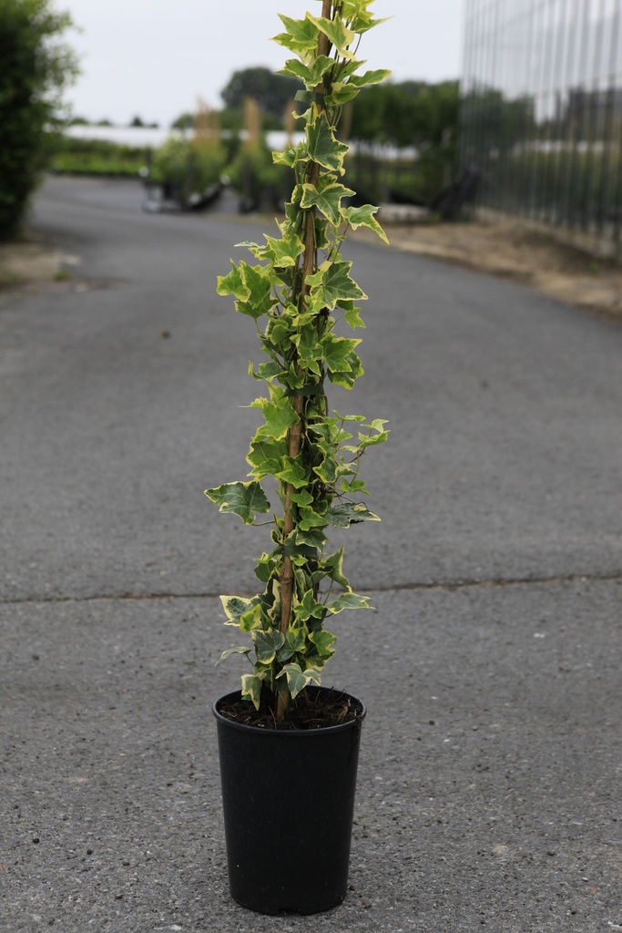 [P] Hedera helix 'Goldchild' cont. 3L high 80-100 cm +ф
