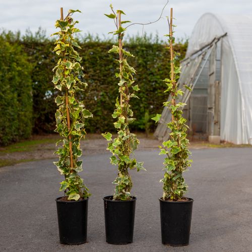 [P] Hedera helix 'Goldchild' cont. 3L high 80-100 cm +p