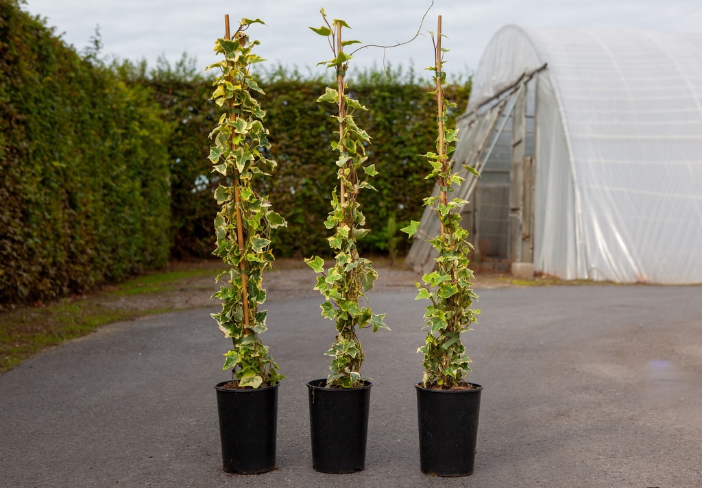 Hedera helix 'Goldchild' cont. 3L hoch 80-100 cm +B
