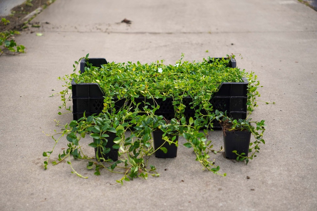 [P] Hedera hibernica Kont. 0,4L (P9)