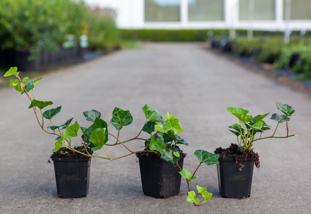 Hedera hibernica cont. 0,4L (P9)