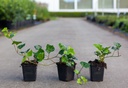 Hedera hibernica cont. 0,4L (P9)