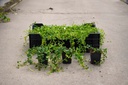 Hedera hibernica vaso 0,4L (P9)