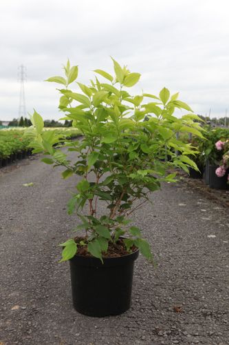 Heptacodium miconioides cont. 10L 80-100 cm +B