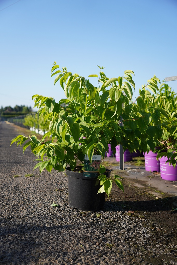 [P] Heptacodium miconioides cont. 10L 80-100 cm +f