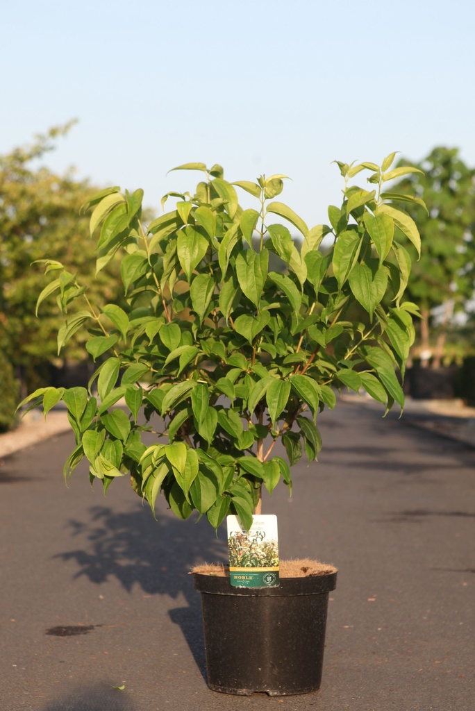 Heptacodium miconioides cont. 10L 80-100 cm +p