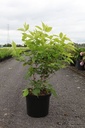 Heptacodium miconioides cont. 10L 80-100 cm +B