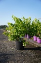 Heptacodium miconioides cont. 10L 80-100 cm +B