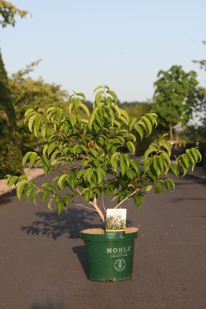 Heptacodium miconioides cont. 10L deco 80-100 cm +ф