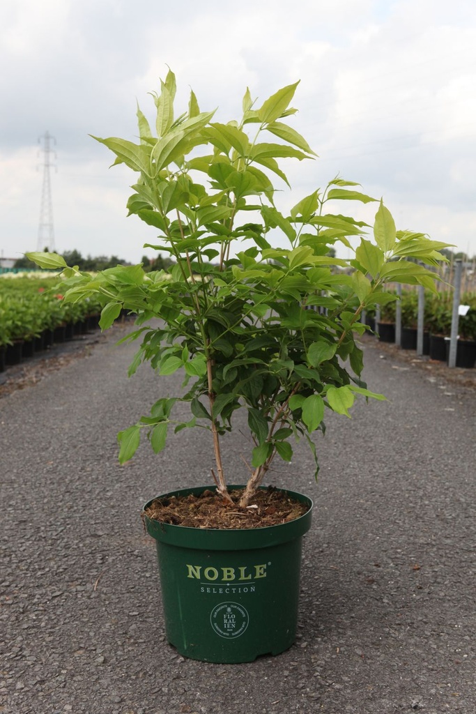Heptacodium miconioides cont. 10L deco 80-100 cm +p