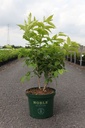 Heptacodium miconioides cont. 10L deco 80-100 cm +ф