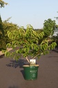 Heptacodium miconioides cont. 10L deco 80-100 cm +ф