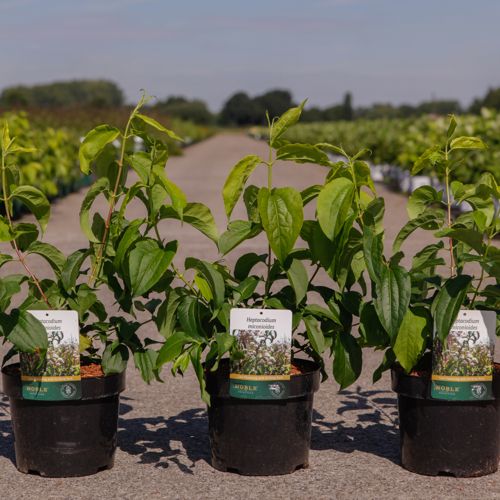 [P] Heptacodium miconioides cont. 3,6L 40-50 cm +ф