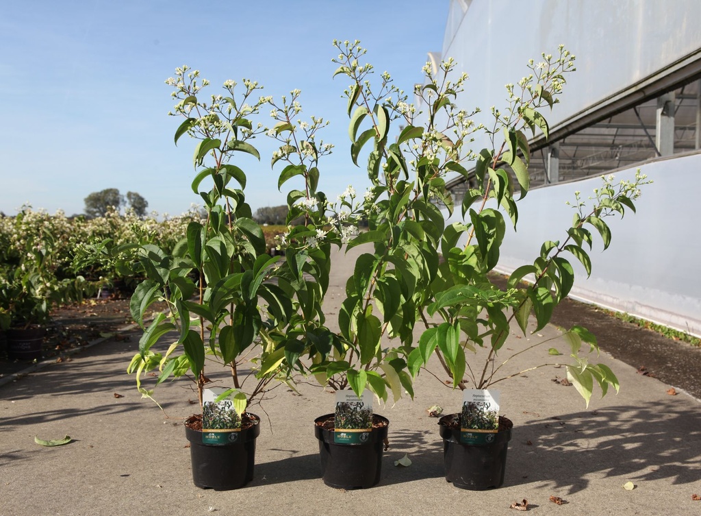 Heptacodium miconioides cont. 3,6L 40-50 cm +p