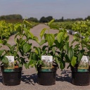 Heptacodium miconioides cont. 3,6L 40-50 cm +ф