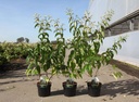 Heptacodium miconioides cont. 3,6L 40-50 cm +ф