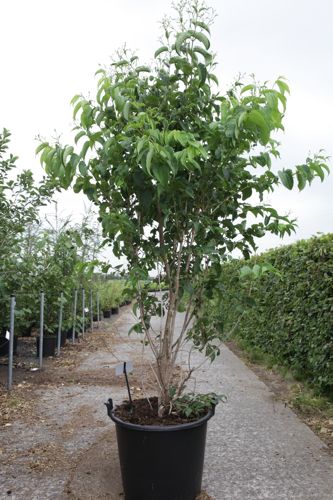 Heptacodium miconioides cont. 70L 175-200 cm