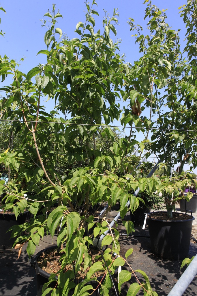 [P] Heptacodium miconioides cont. 70L 175-200 cm