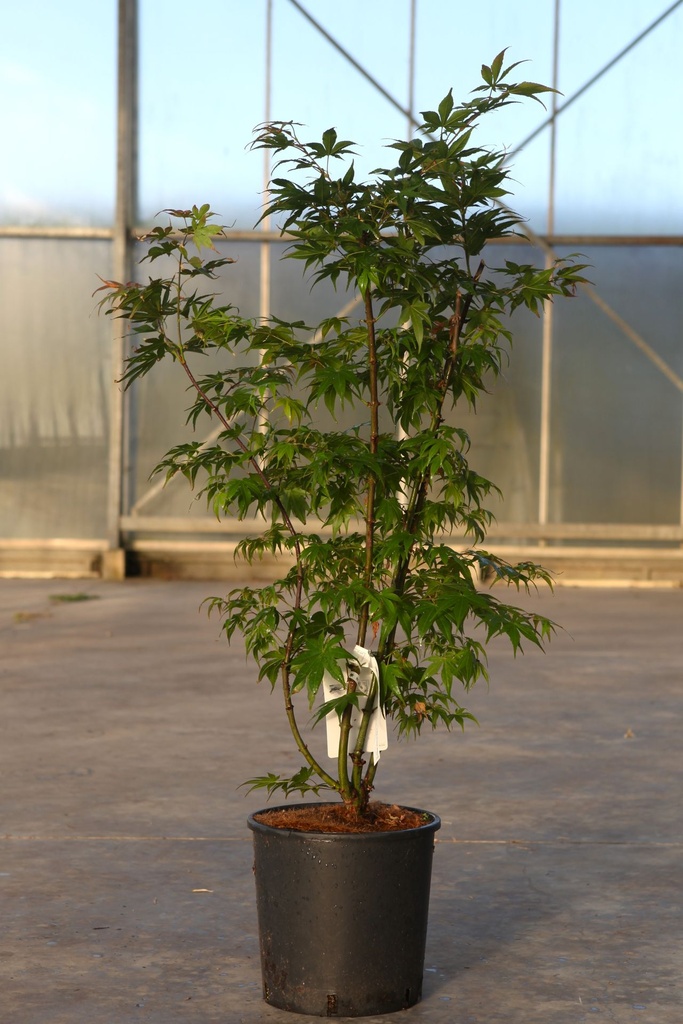 Acer palmatum 'Osakazuki' cont. 12L 80-100 cm +ф