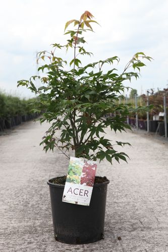 [P] Acer palmatum 'Osakazuki' cont. 12L 80-100 cm +p