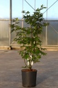 Acer palmatum 'Osakazuki' cont. 12L 80-100 cm +ф