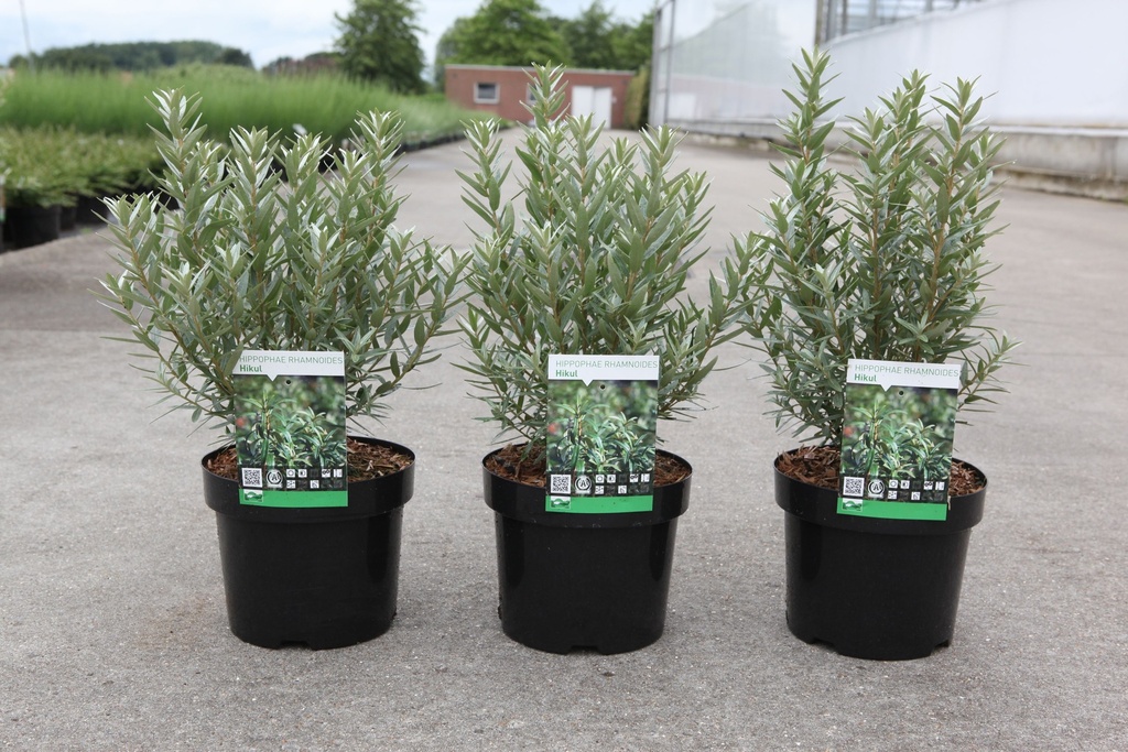 Hippophae rhamnoides 'Hikul' cont. 3,6L 30-40 cm (male) +ф